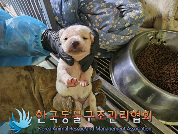 한국동물구조관리협회_441392202400336