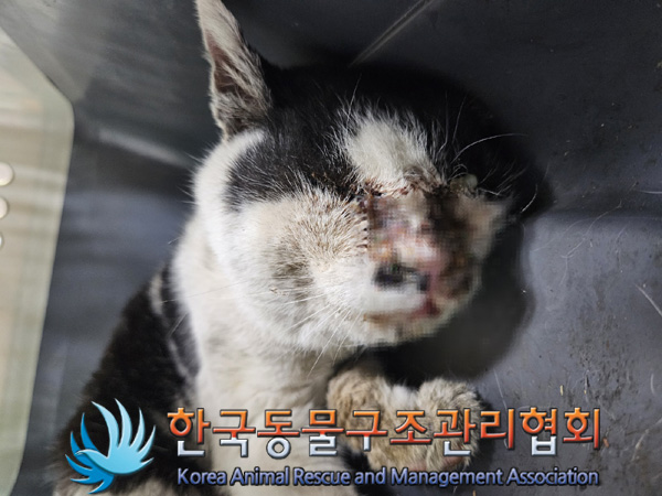 한국동물구조관리협회_411311202401030