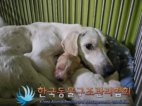 한국동물구조관리협회_441392202400332