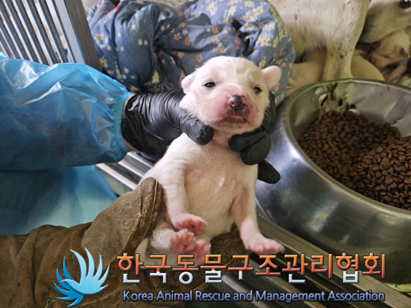 한국동물구조관리협회_441392202400338
