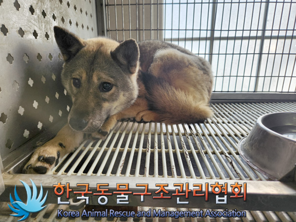 한국동물구조관리협회_441404202400638