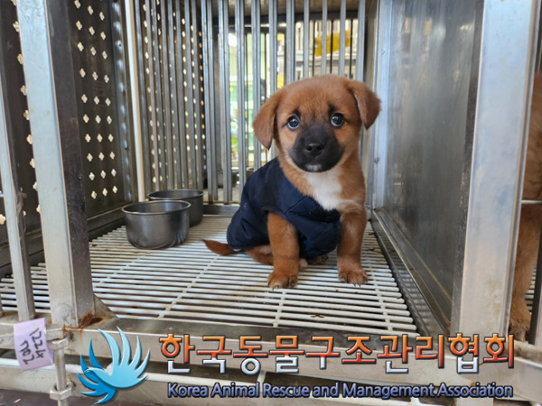 한국동물구조관리협회_441404202400637