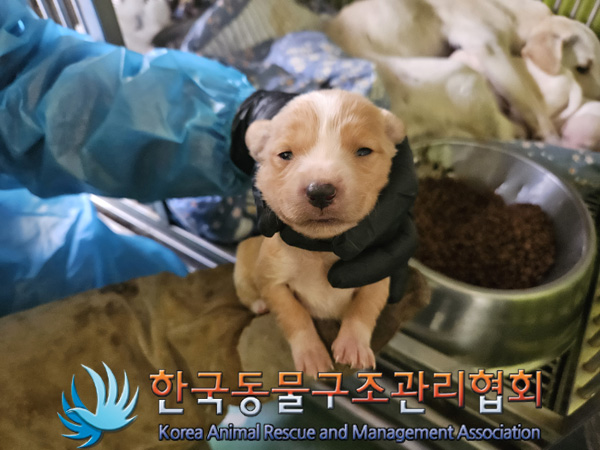 한국동물구조관리협회_441392202400333