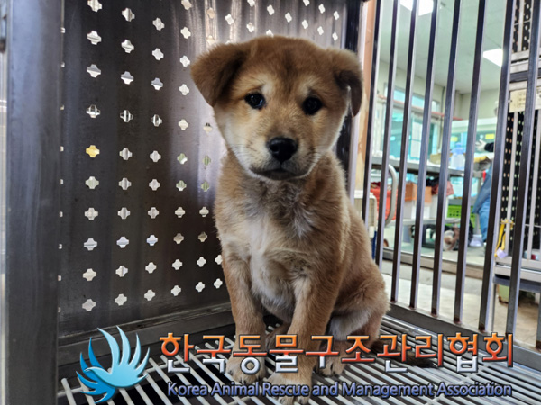 한국동물구조관리협회_411316202400942