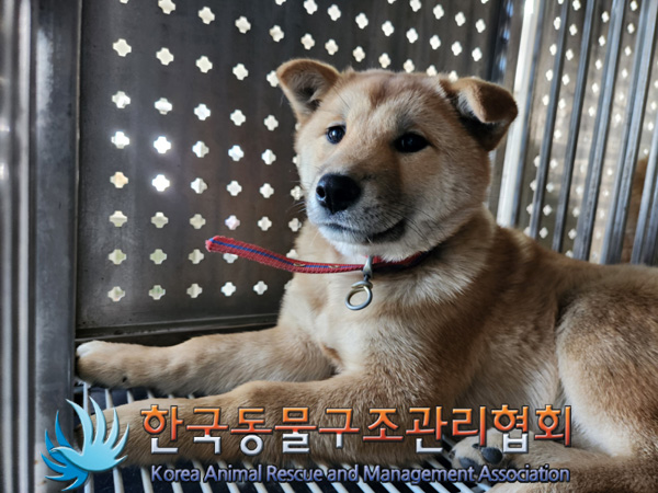 종료(안락사) 믹스…