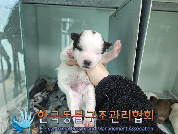 한국동물구조관리협회_441406202402261