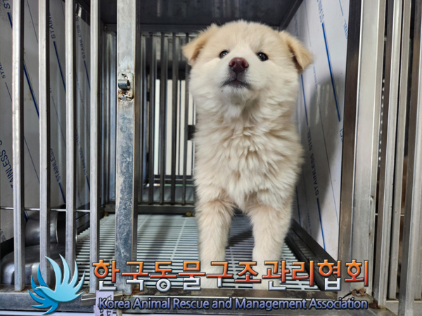 종료(입양) 믹스견…