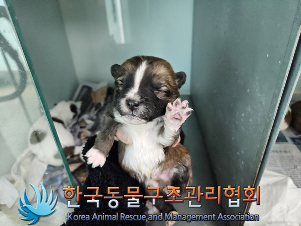 한국동물구조관리협회_441406202402263