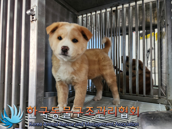 한국동물구조관리협회_441406202402255
