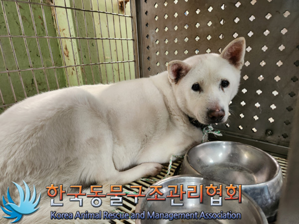 한국동물구조관리협회_411309202400594