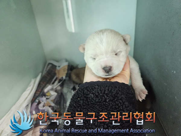 한국동물구조관리협회_441406202402260