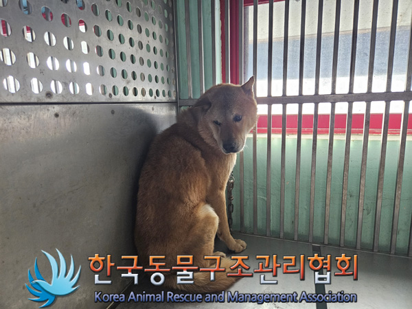 한국동물구조관리협회_441406202402253
