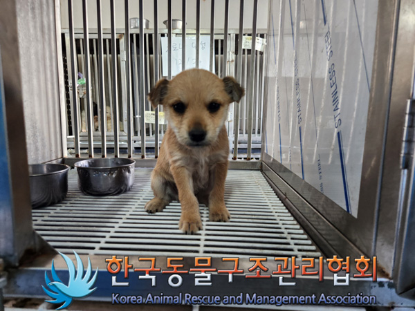 종료(안락사) 믹스…