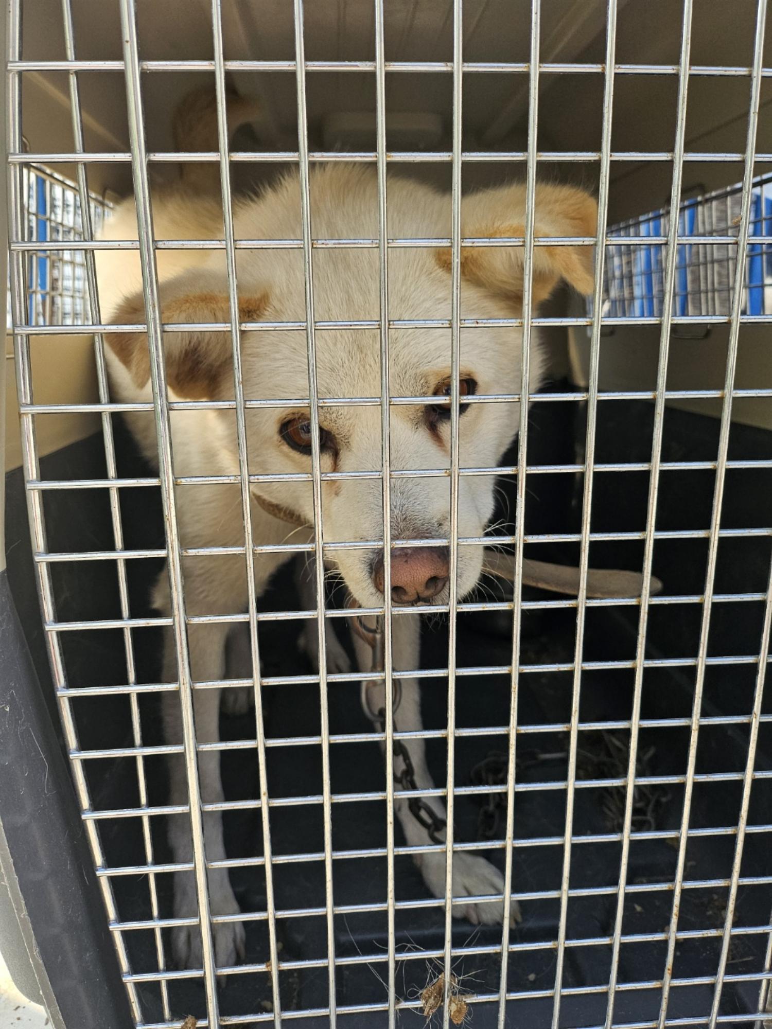 울산유기동물보호센터_431373202402127
