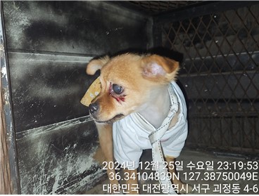 대전동물보호센터_430366202400855