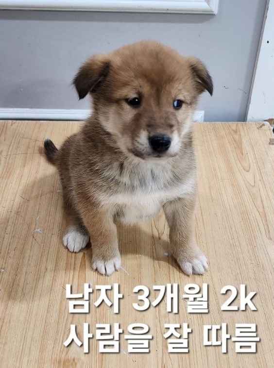 옥천동물병원_443443202400793