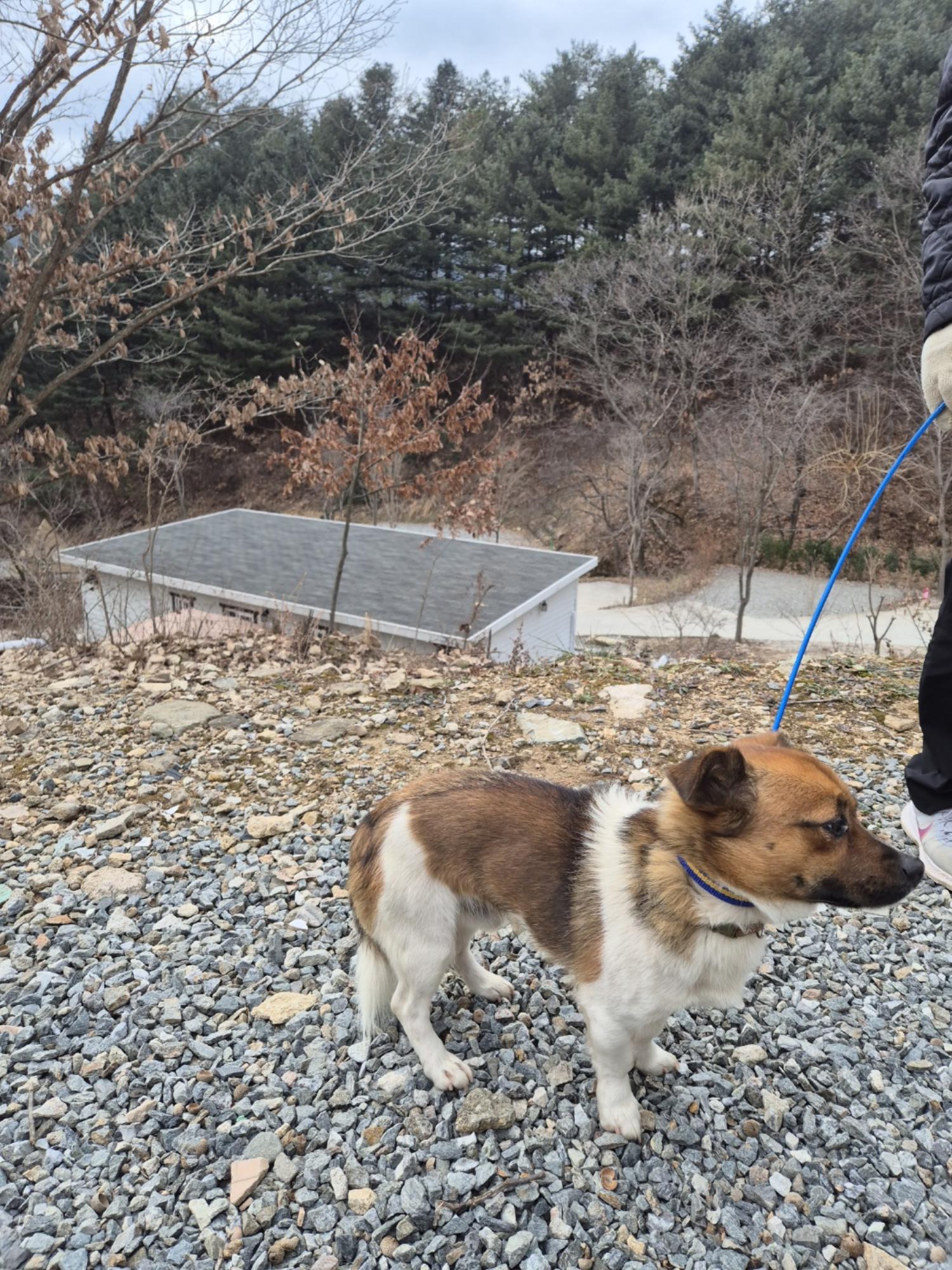 보호중 믹스견의 가…