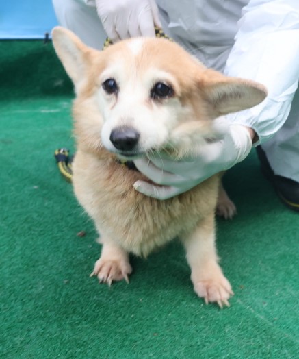 제주 동물보호센터_450650202403813