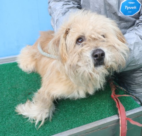 제주 동물보호센터_450650202403821