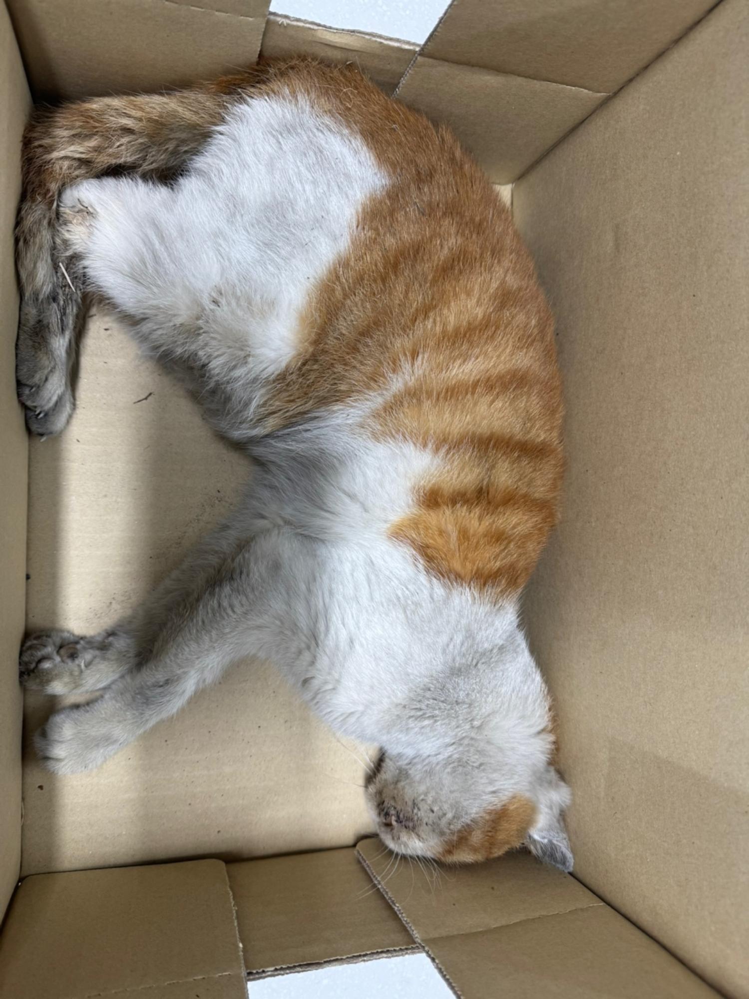 대구시수의사회(동인)_427341202400684