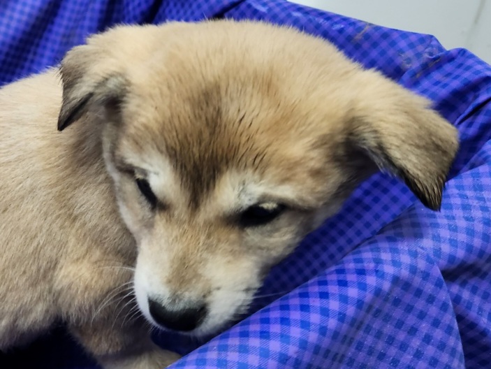 보호중 믹스견의 가…