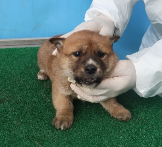 제주 동물보호센터_450650202403826