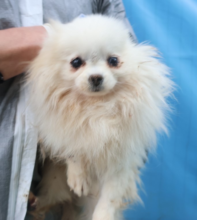 제주 동물보호센터_450650202403819