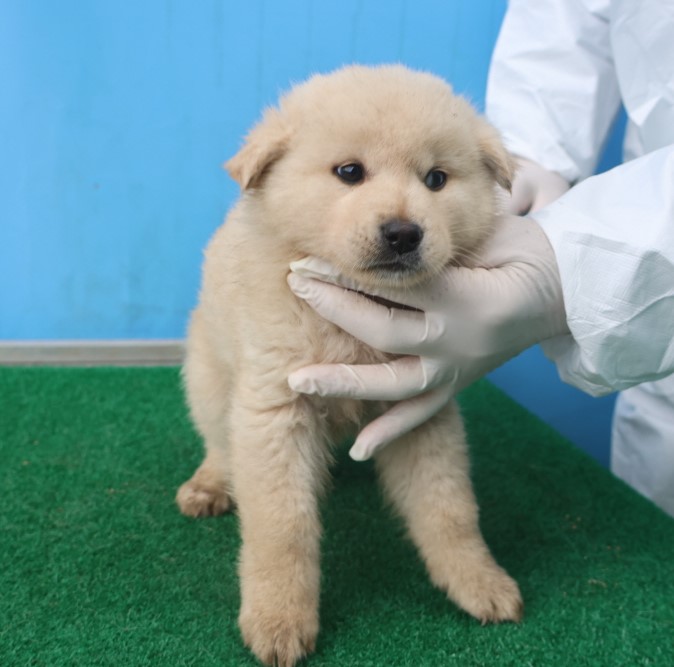 보호중 믹스견의 가…