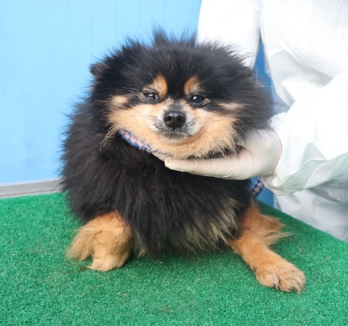 제주 동물보호센터_450650202403820