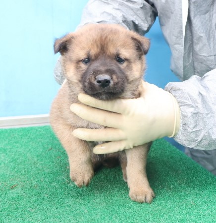 종료(자연사) 믹스…