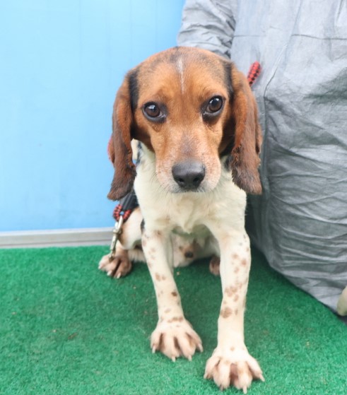 종료(기증) 비글의…