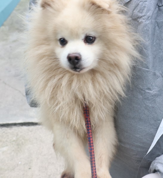 제주 동물보호센터_450650202403818