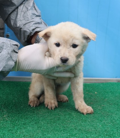 제주 동물보호센터_450650202403830