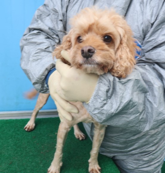 제주 동물보호센터_450650202403829