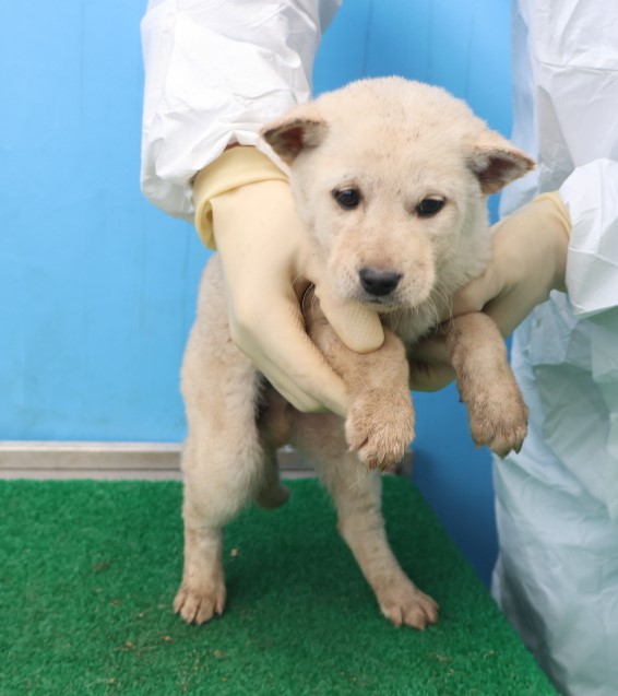 보호중 믹스견의 가…