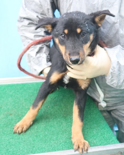 제주 동물보호센터_450650202403842