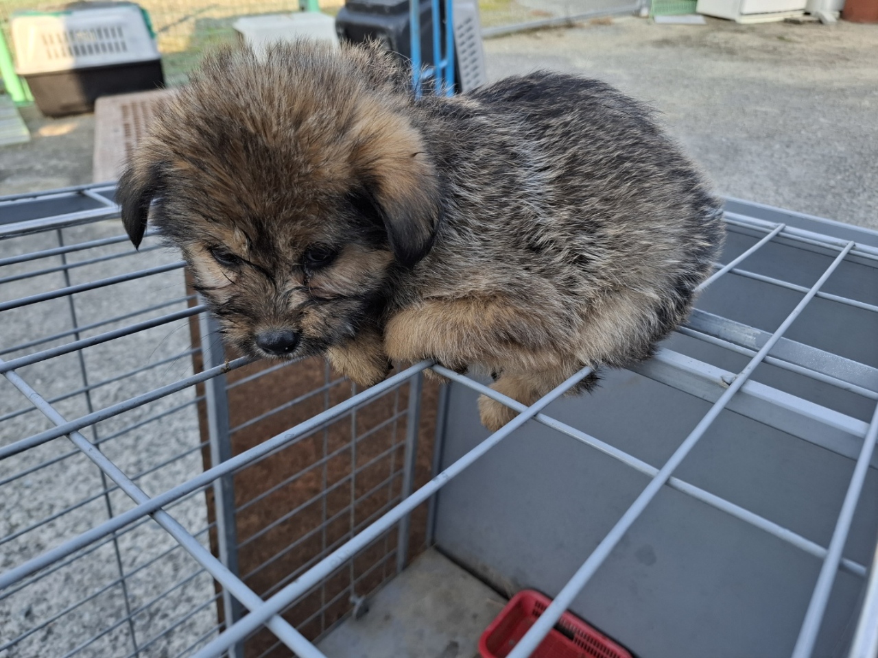 보호중 믹스견의 가…