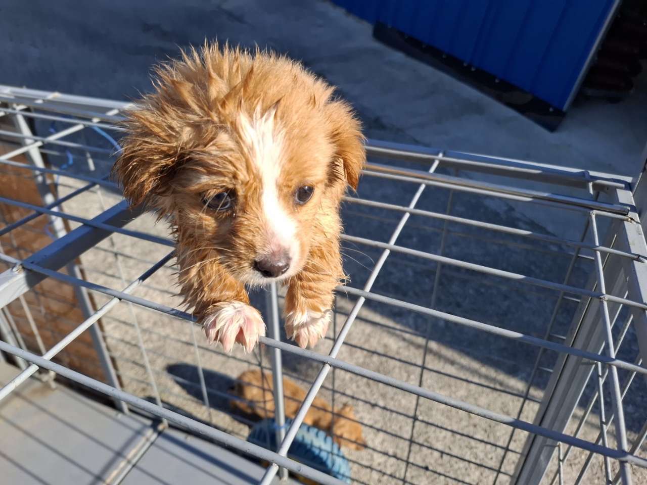 고흥군임시보호센터_446488202400345