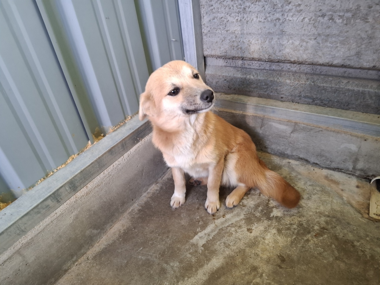 고흥군임시보호센터_446488202400337