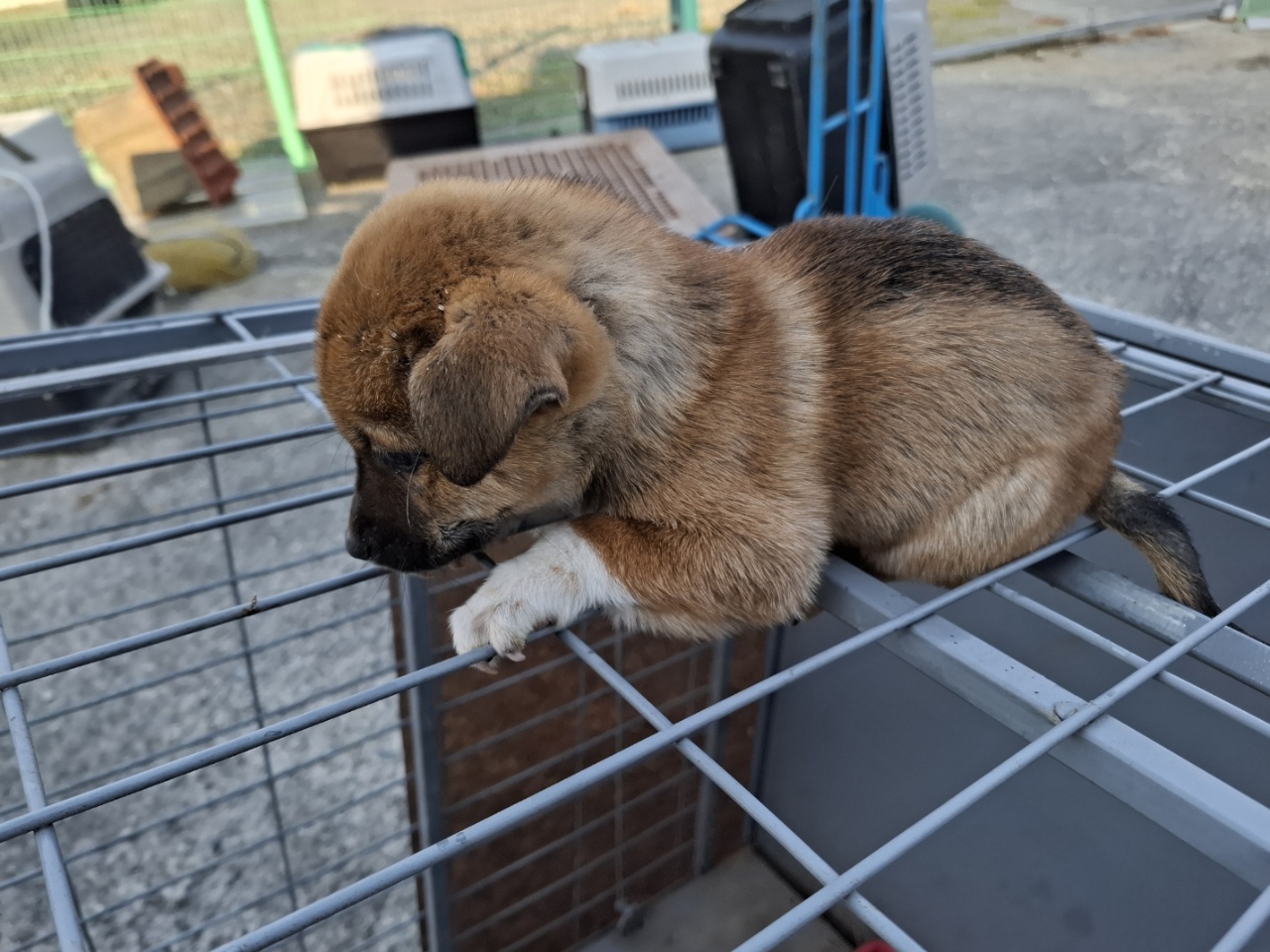 보호중 믹스견의 가…