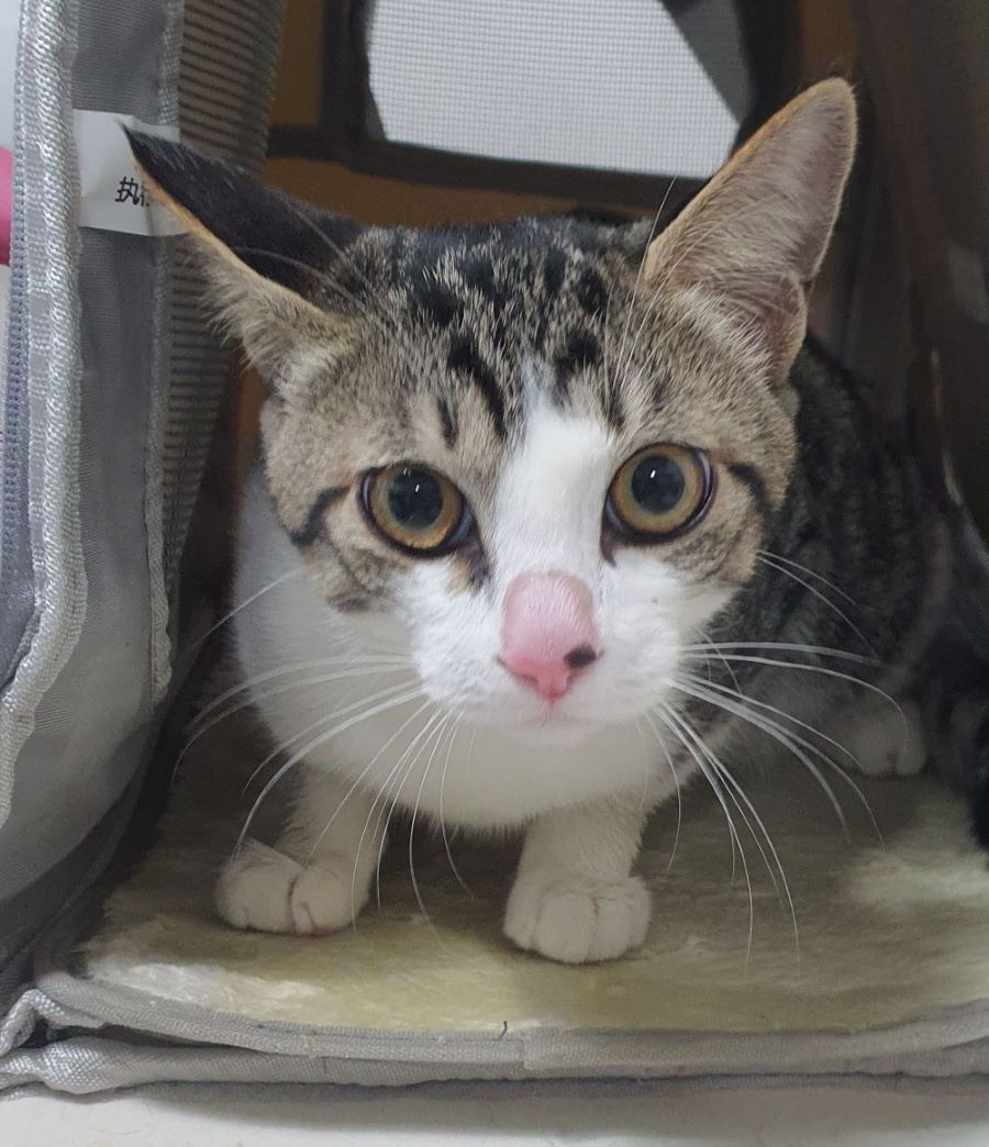 종료(자연사) 한국…