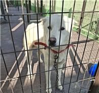 보호중 믹스견의 가…