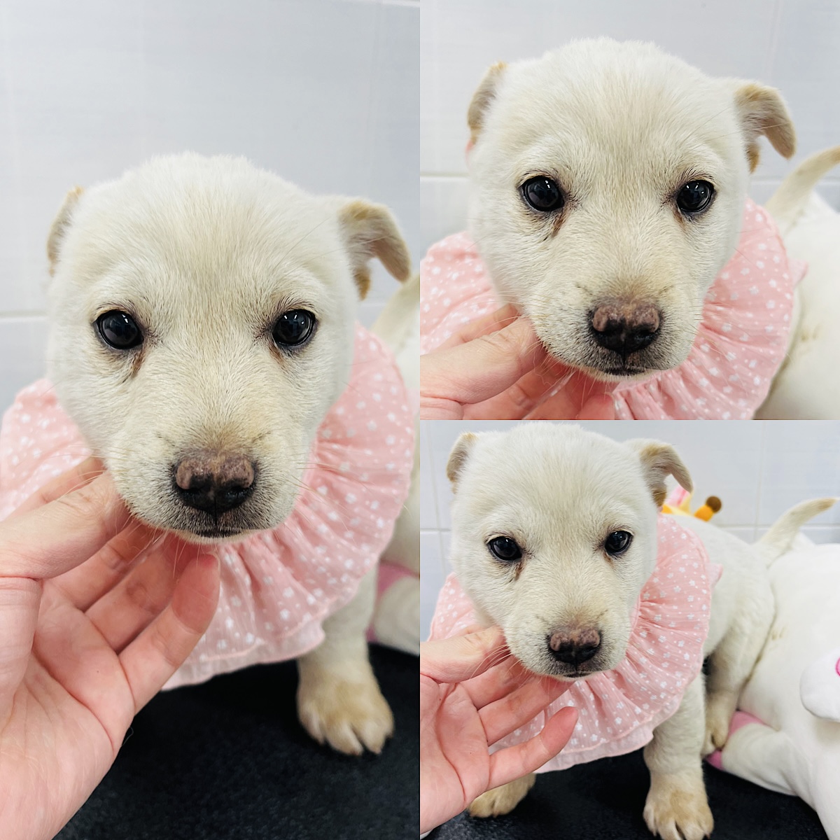 경주동물사랑보호센터_447505202401949