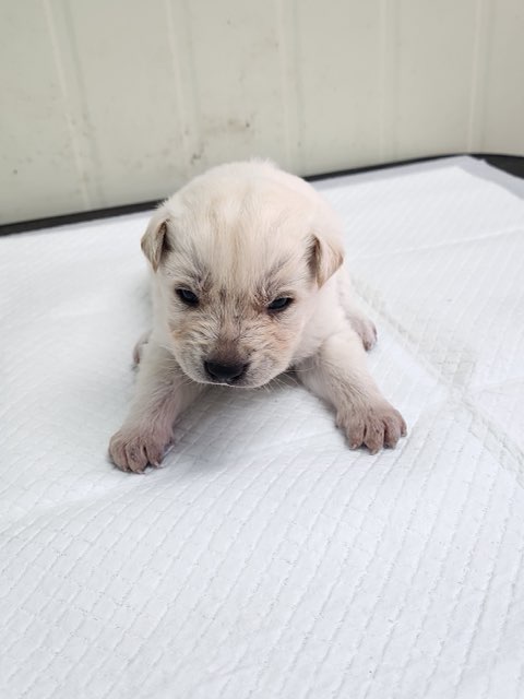 영주시 동물보호센터_447509202400384