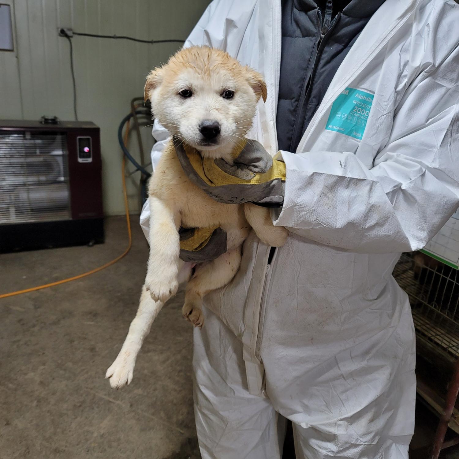 평택시유기동물보호소_441391202403609