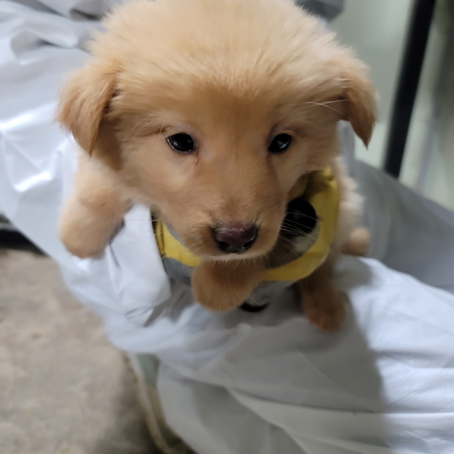 평택시유기동물보호소_441391202403604