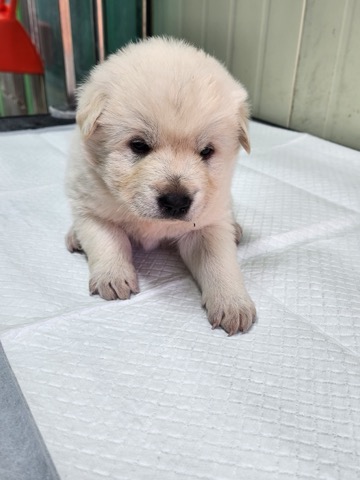 영주시 동물보호센터_447509202400380