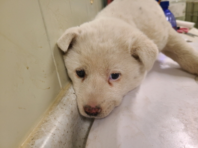 (사)동부동물보호협회_426330202400426