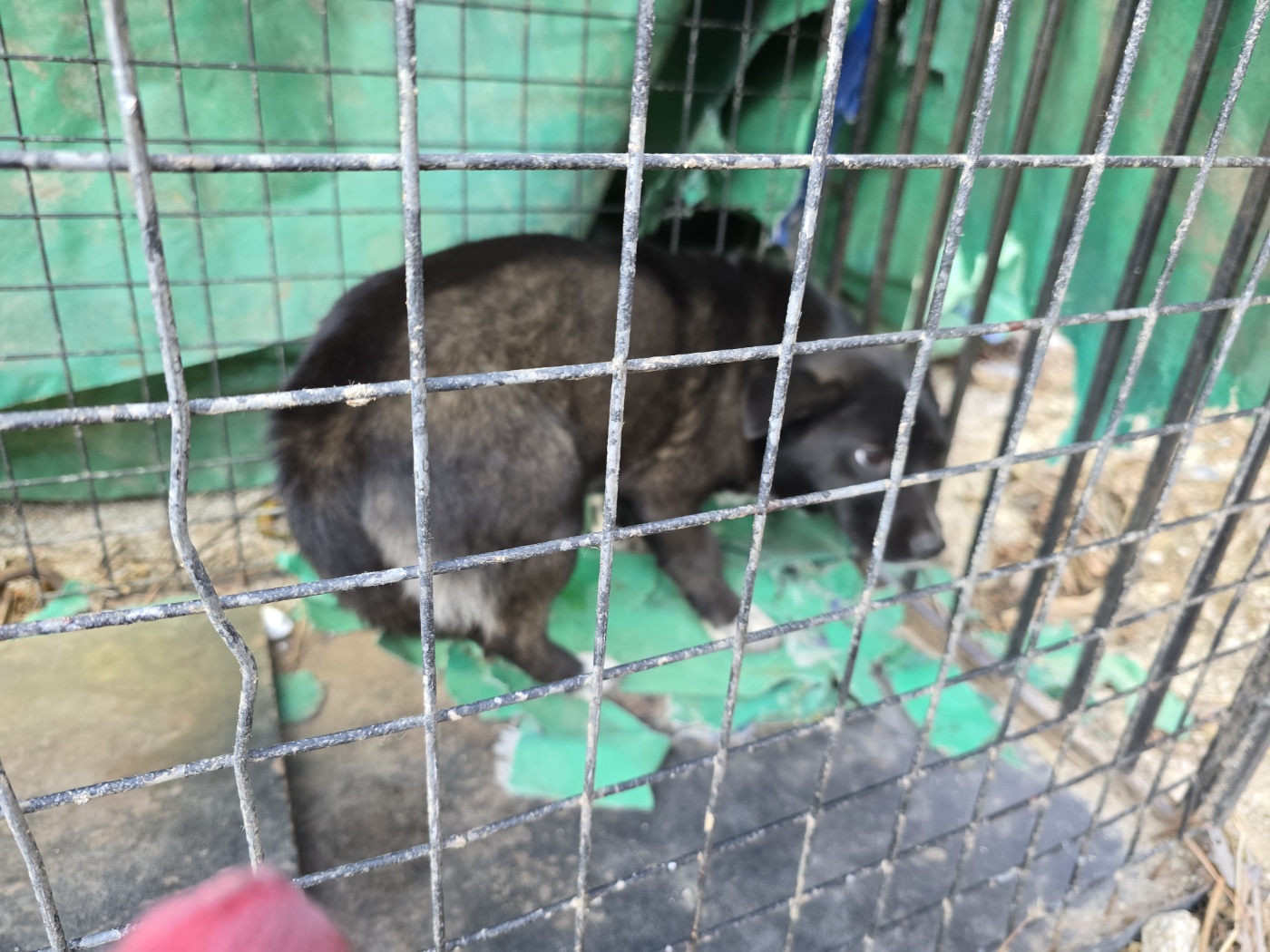 유기견임시보호소_442434202400490