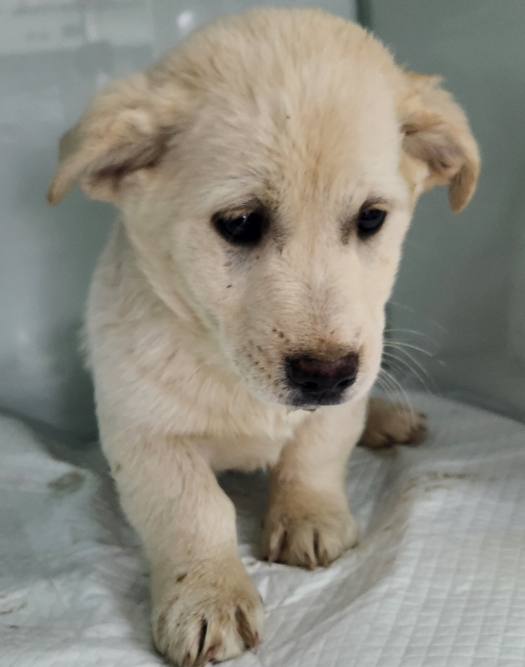 종료(자연사) 믹스…